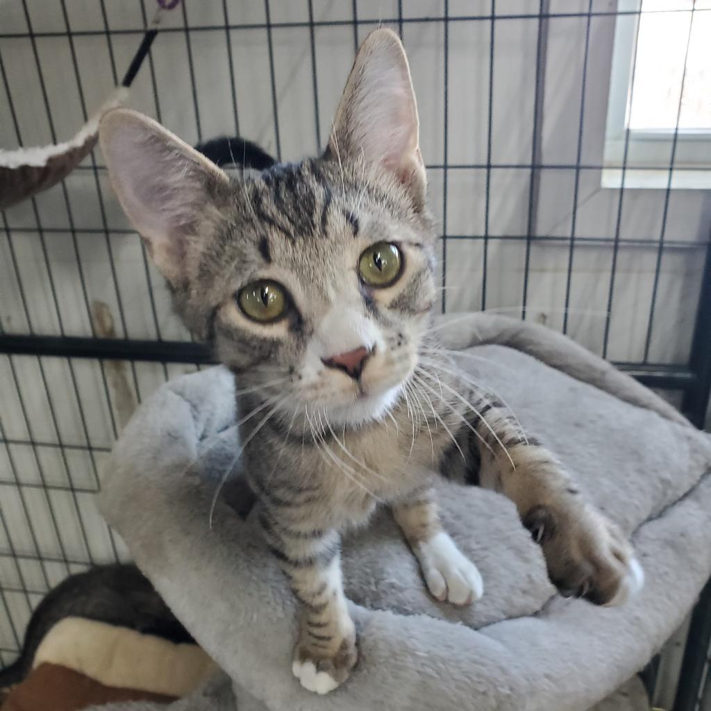 Enlarge Olaf, a Adoptable Domestic Short Hair in Union City, PA image 5/5