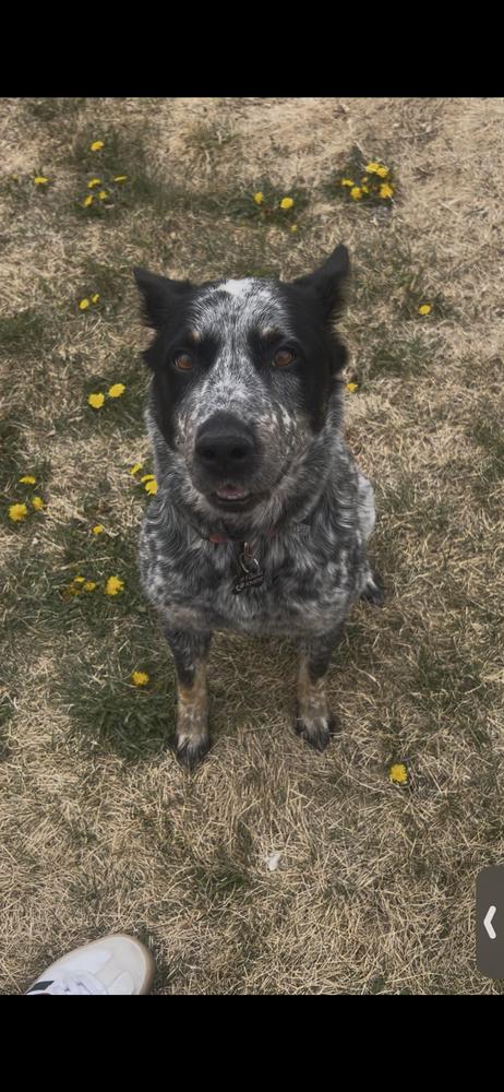 Enlarge BLACKWATER, a Adoptable Australian Cattle Dog / Blue Heeler in Broomfield, CO image 1/6