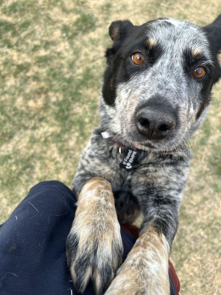 Enlarge BLACKWATER, a Adoptable Australian Cattle Dog / Blue Heeler in Broomfield, CO image 2/6