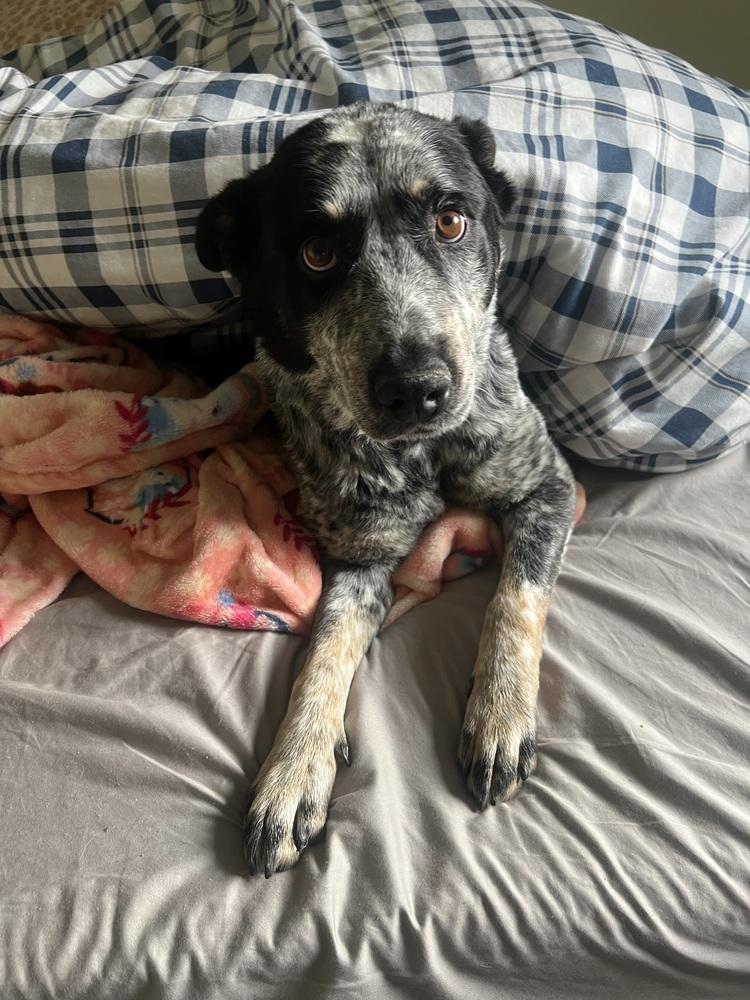 Enlarge BLACKWATER, a Adoptable Australian Cattle Dog / Blue Heeler in Broomfield, CO image 3/6