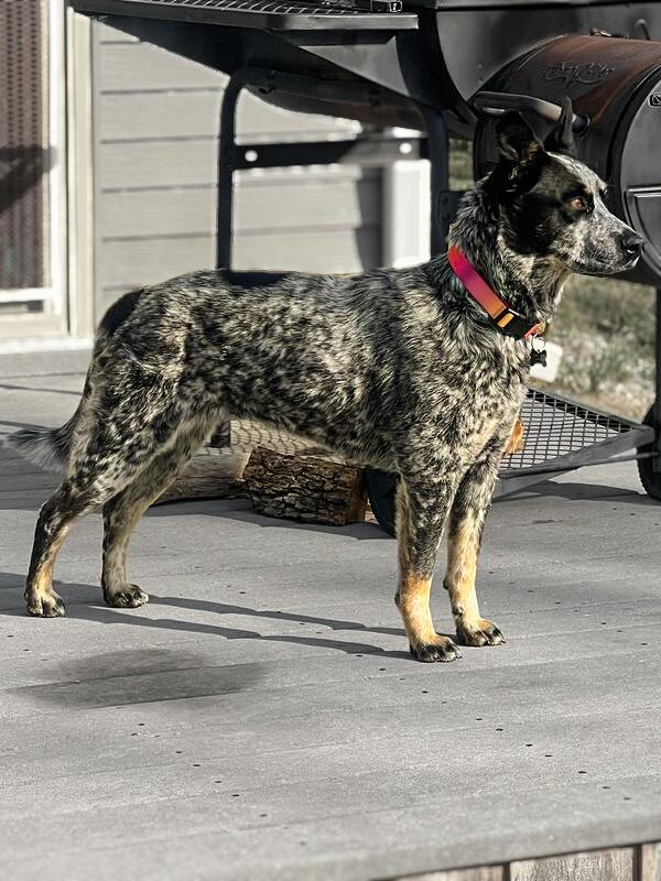 Enlarge BLACKWATER, a Adoptable Australian Cattle Dog / Blue Heeler in Broomfield, CO image 4/6