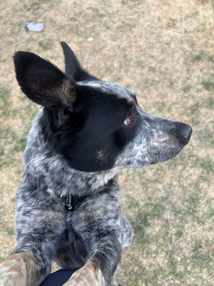 Enlarge BLACKWATER, a Adoptable Australian Cattle Dog / Blue Heeler in Broomfield, CO image 5/6