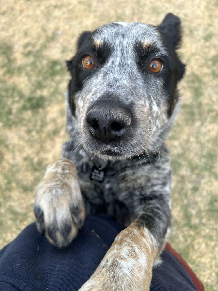 Enlarge BLACKWATER, a Adoptable Australian Cattle Dog / Blue Heeler in Broomfield, CO image 6/6