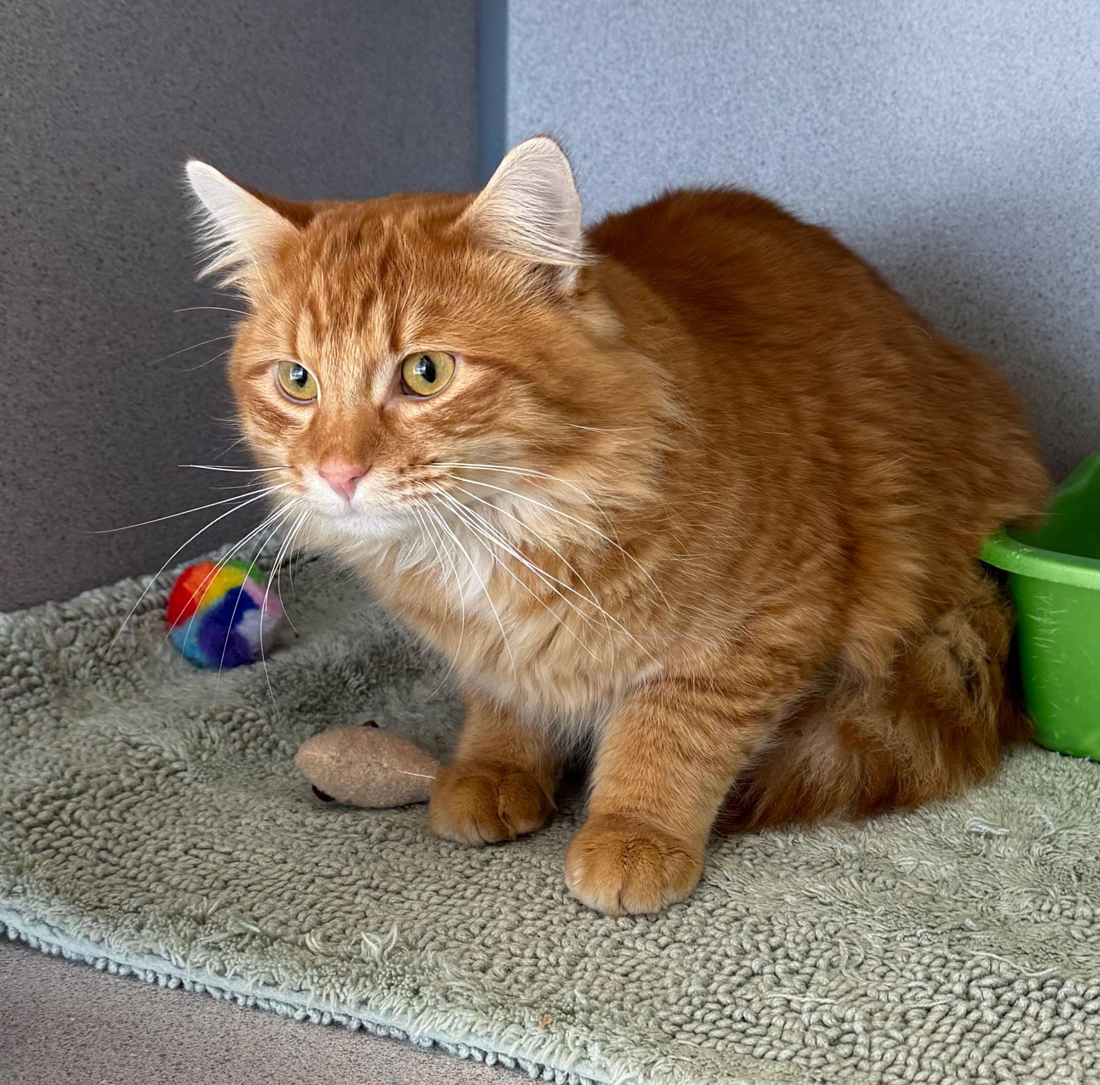 Candy Corn, a ADOPTABLE Domestic Long Hair in Gardnerville, NV image 3/5