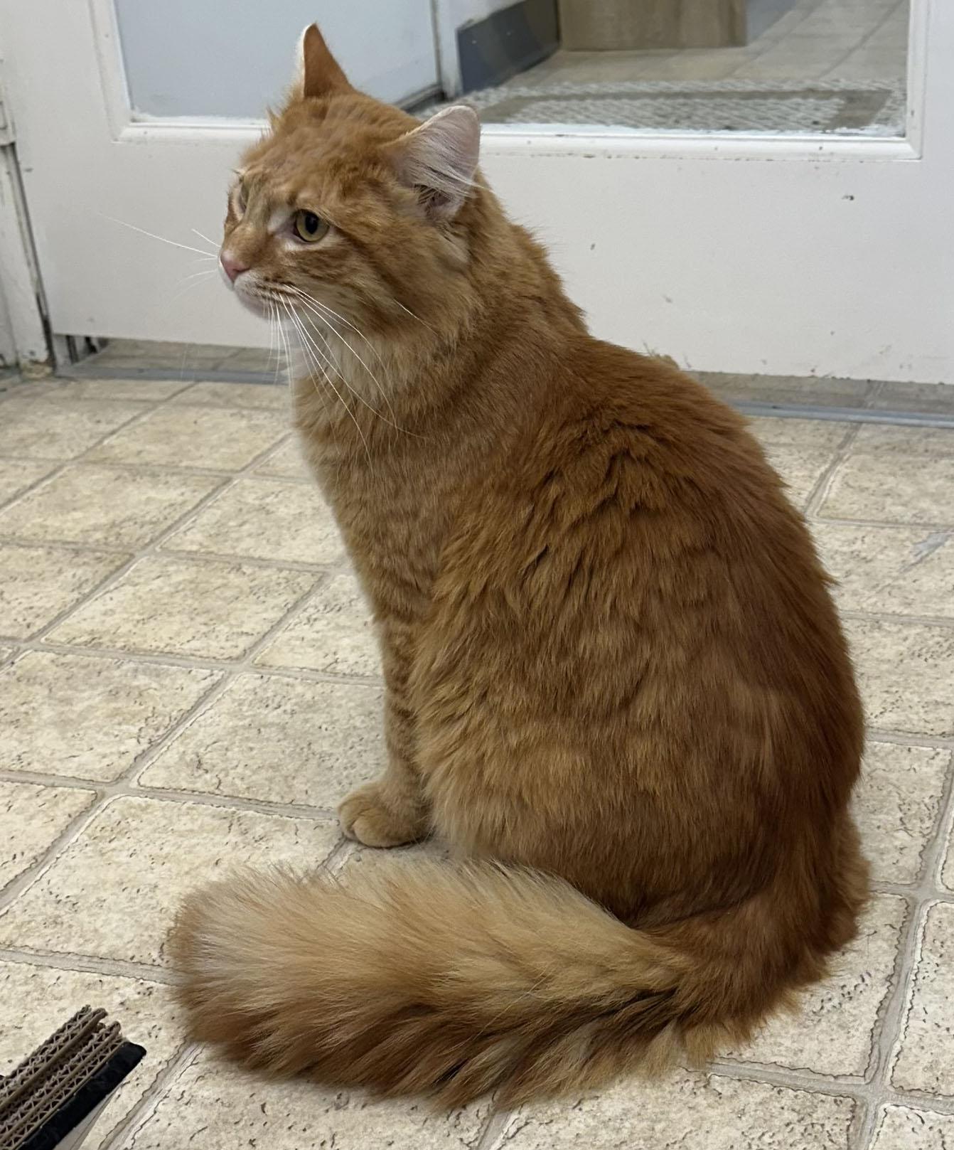 Candy Corn, a ADOPTABLE Domestic Long Hair in Gardnerville, NV image 5/5