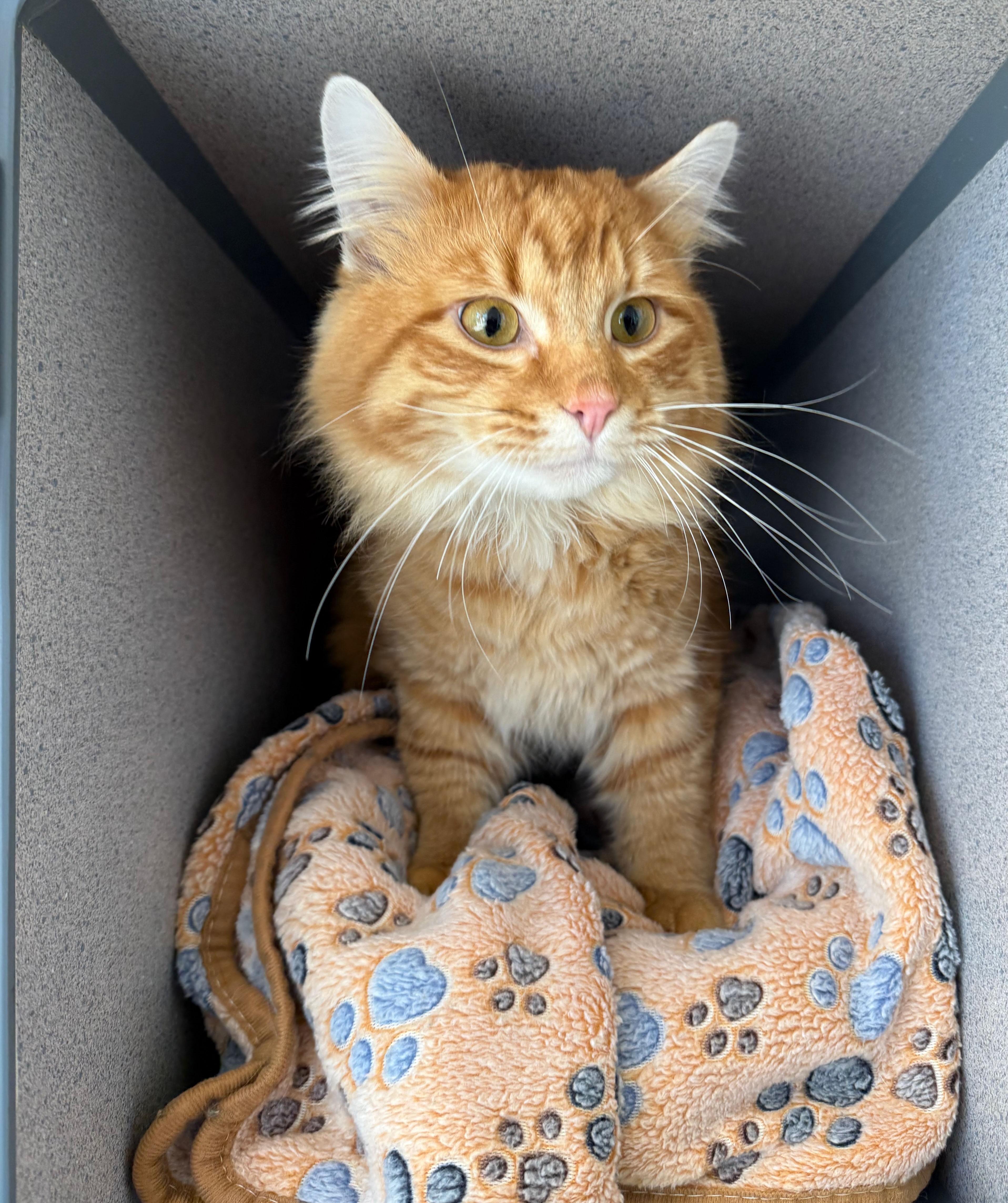 Candy Corn, ADOPTABLE, Adult Male Domestic Long Hair.