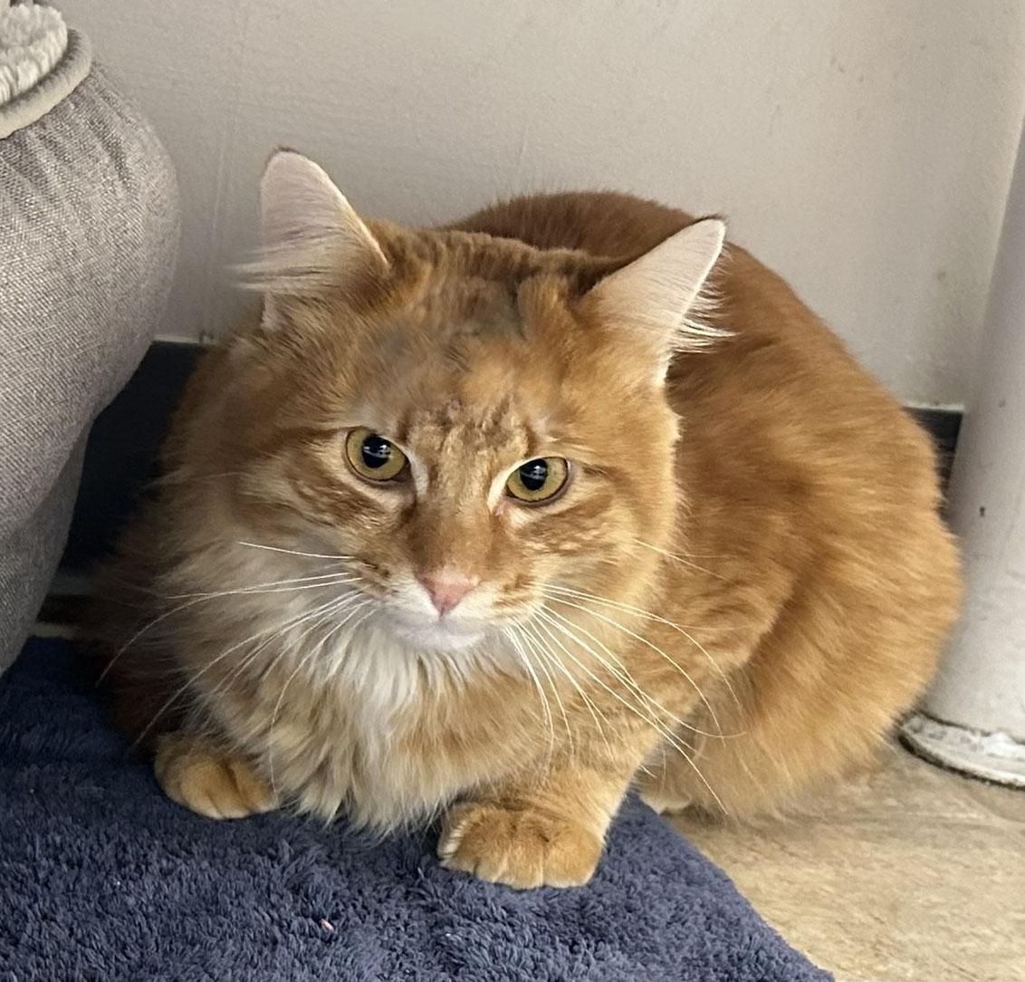 Candy Corn, a ADOPTABLE Domestic Long Hair in Gardnerville, NV image 1/5