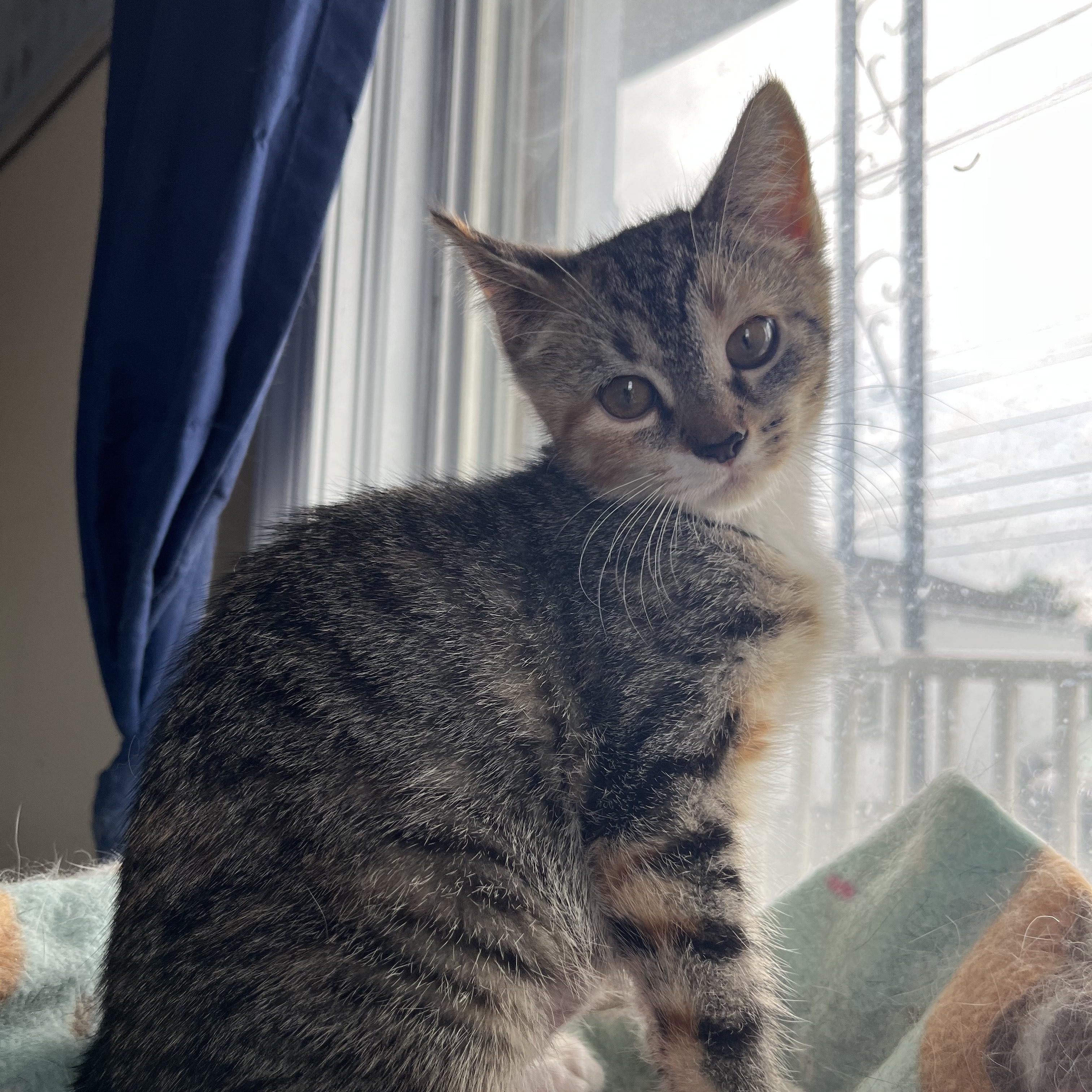 Enlarge Louise, a Adopted mixed breed in Allentown, PA image 3/3