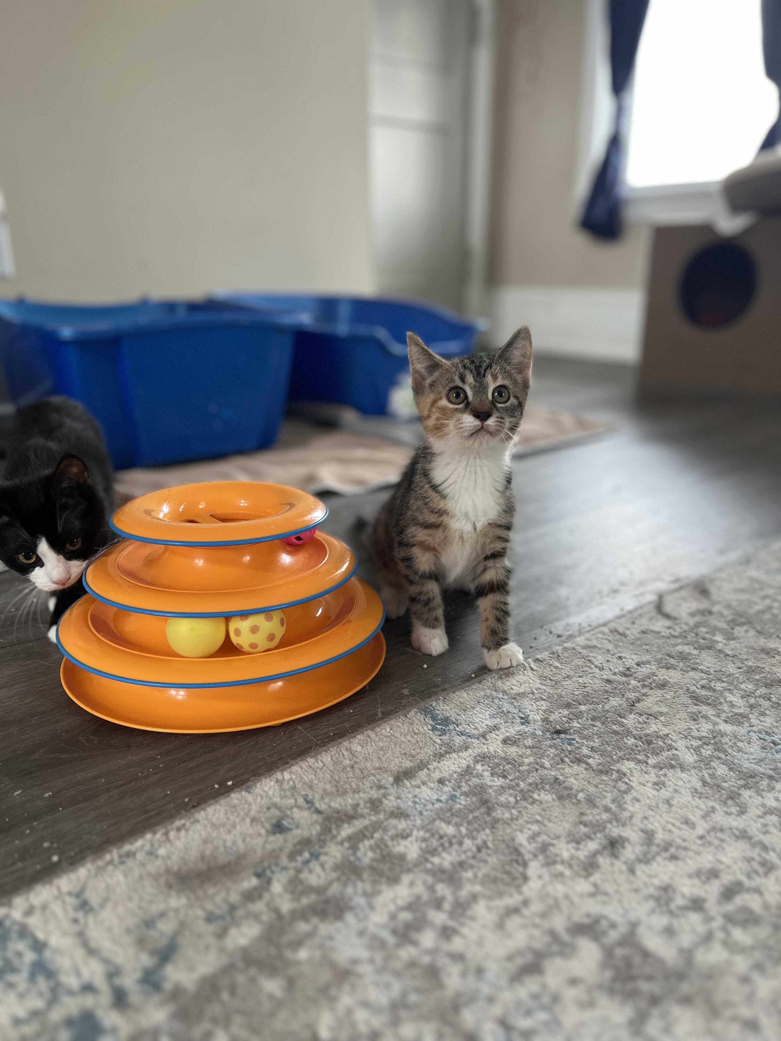 Enlarge Louise, a Adopted mixed breed in Allentown, PA image 2/3