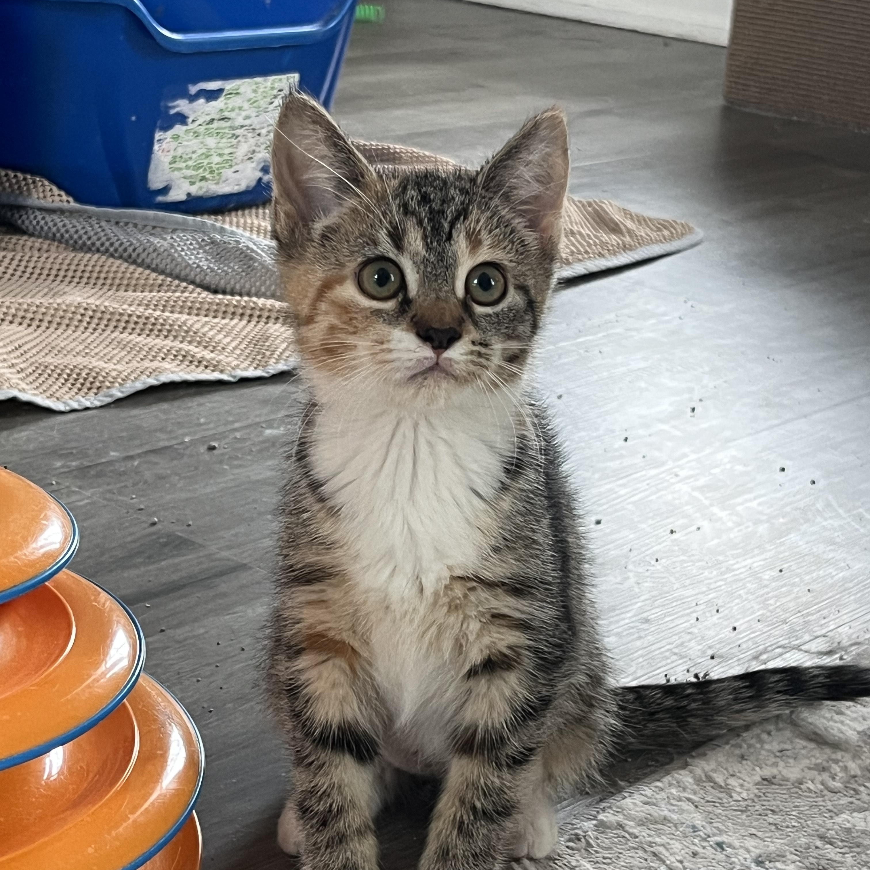 Louise, Adopted, Young Female Domestic Short Hair & Tabby.