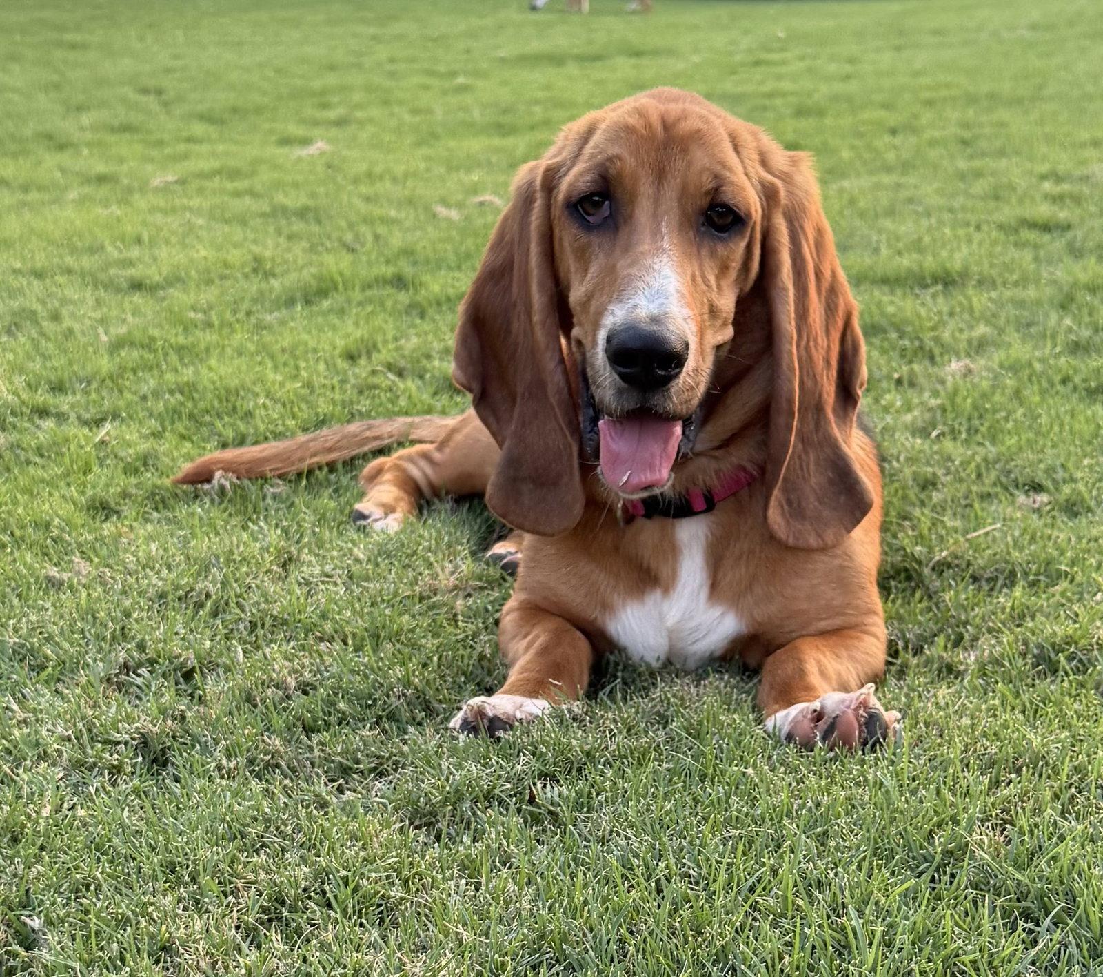 Enlarge Daisey, a Adopted Basset Hound in Carrollton, TX image 1/3