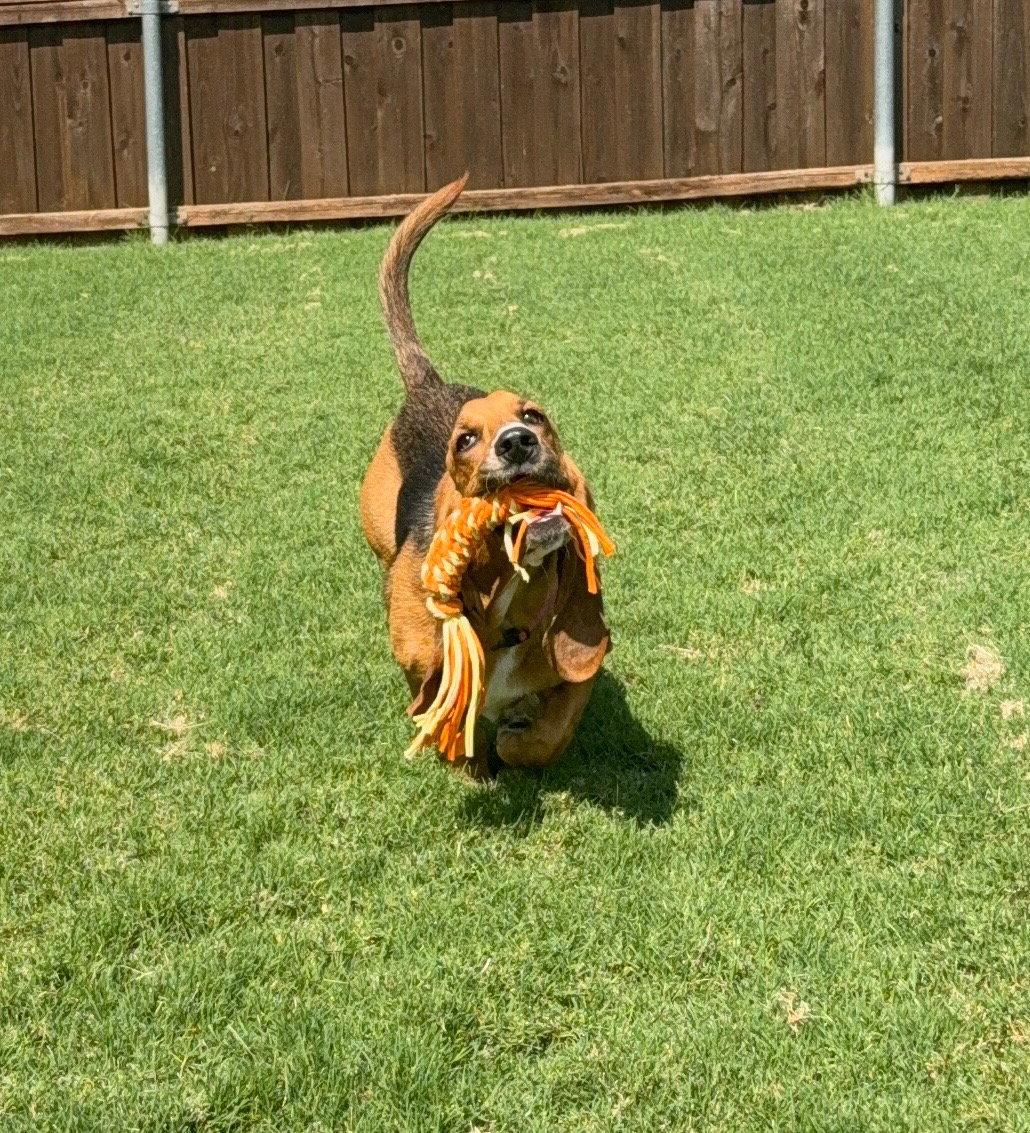 Enlarge Daisey, a Adopted Basset Hound in Carrollton, TX image 2/3