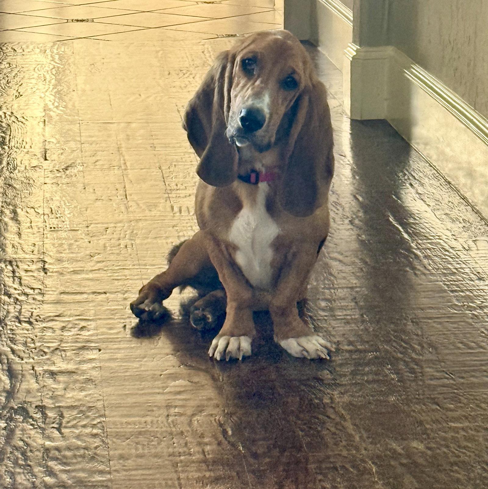 Enlarge Daisey, a Adopted Basset Hound in Carrollton, TX image 3/3