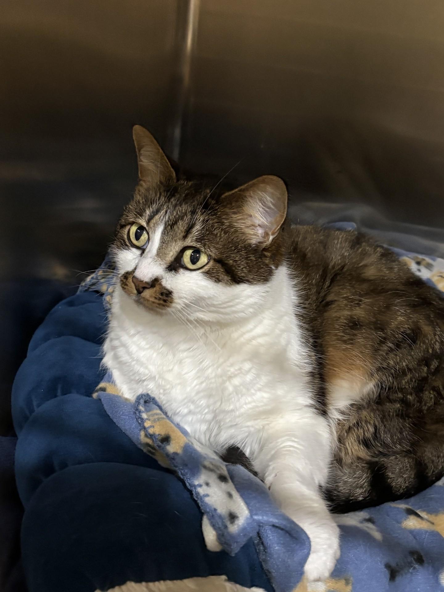 CINNAMON, an adopted Domestic Medium Hair in North Kansas City, MO image 2/3