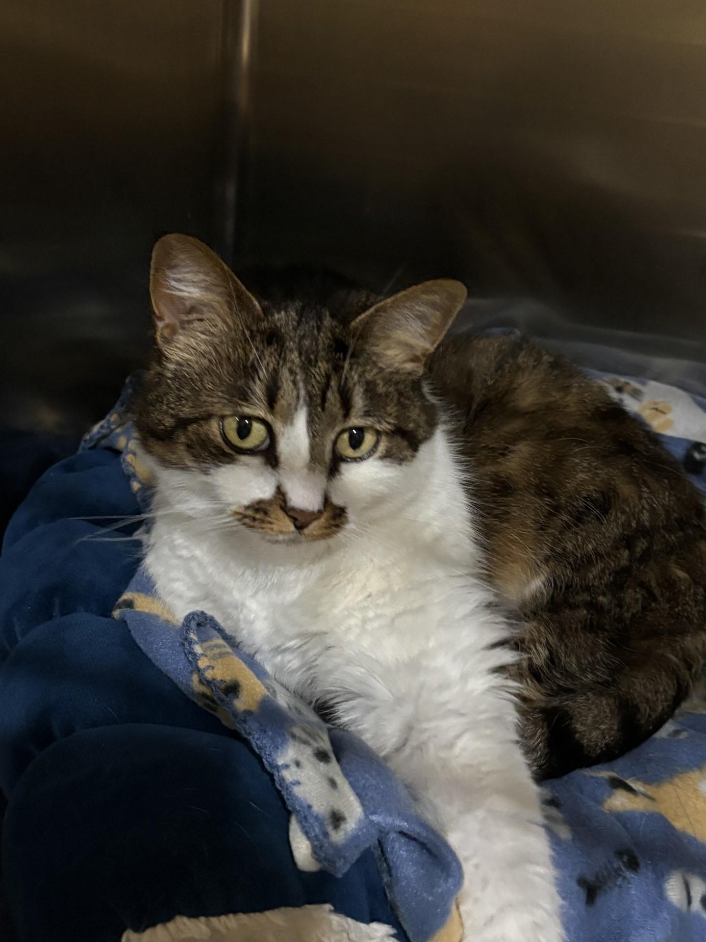 CINNAMON, an adopted Domestic Medium Hair in North Kansas City, MO image 3/3