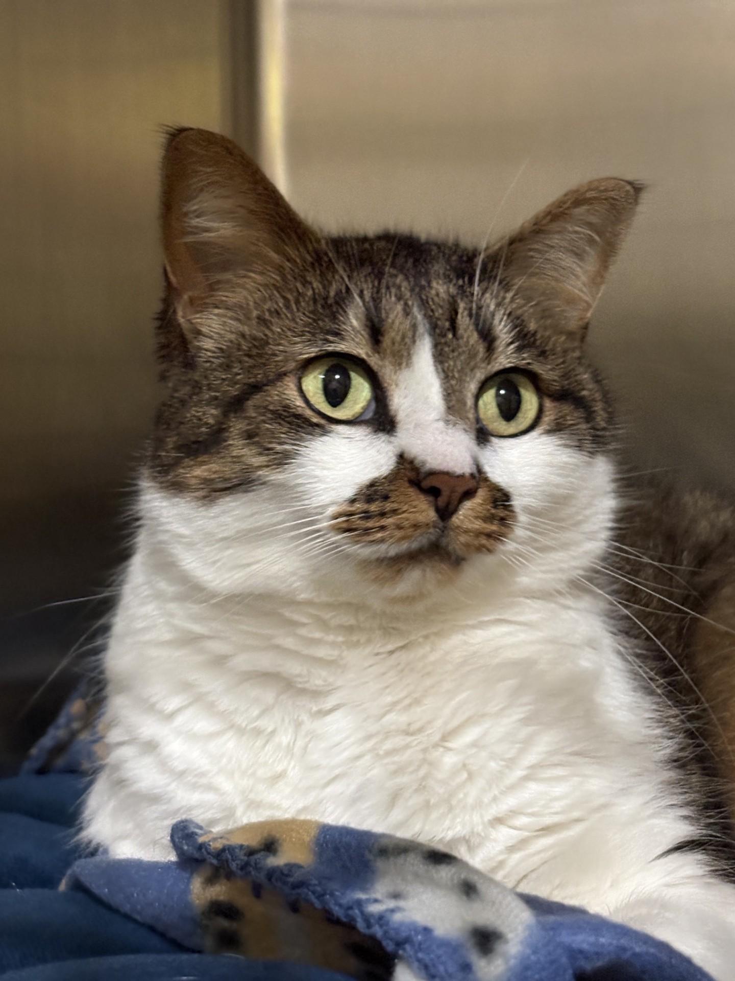 CINNAMON, adopted, Adult Female Domestic Medium Hair.