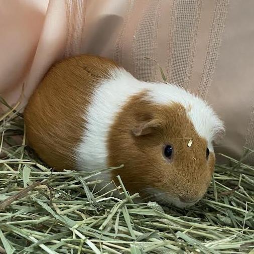 Shark Attack, Adoptable, Adult Male Guinea Pig.