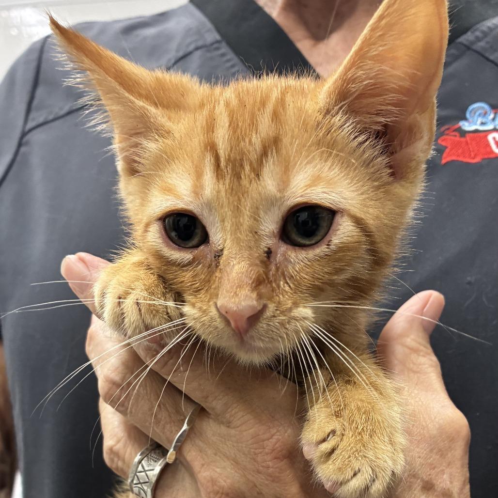 Enlarge Fanta, a Adoptable Domestic Short Hair in Folsom, LA image 1/1
