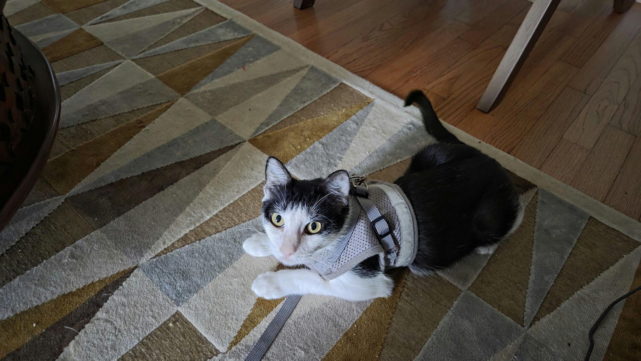 Clawdia, ADOPTABLE, Adult Female Domestic Short Hair.