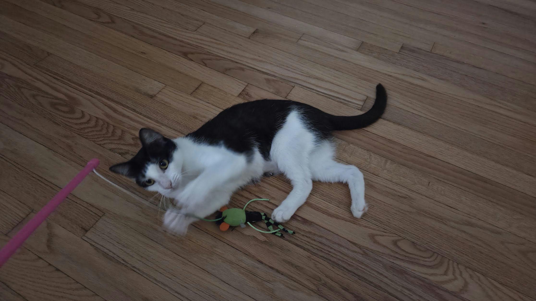 Enlarge Clawdia, a ADOPTABLE Domestic Short Hair in Houston, TX image 5/6