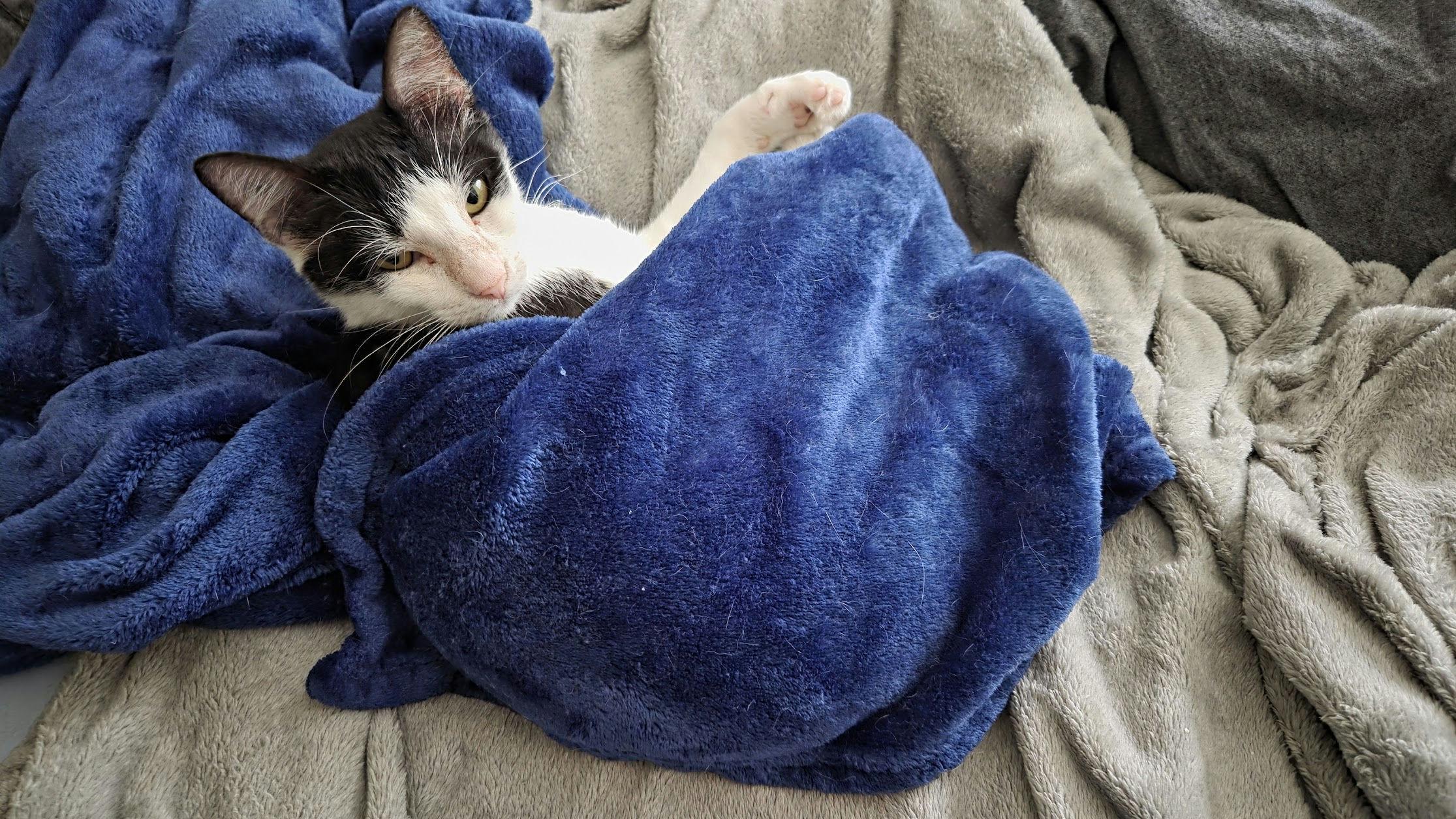 Enlarge Clawdia, a ADOPTABLE Domestic Short Hair in Houston, TX image 4/6