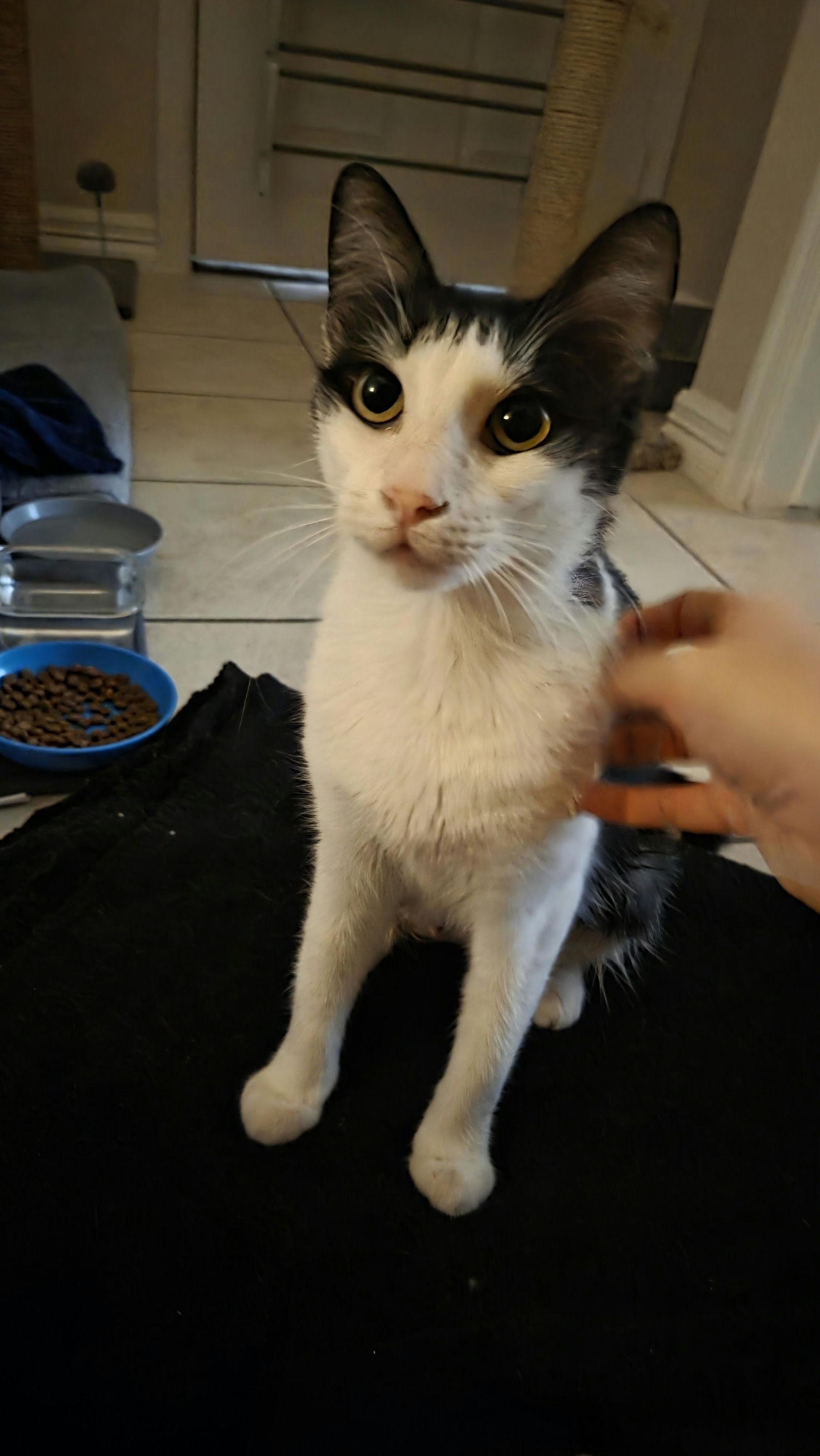 Enlarge Clawdia, a ADOPTABLE Domestic Short Hair in Houston, TX image 2/6