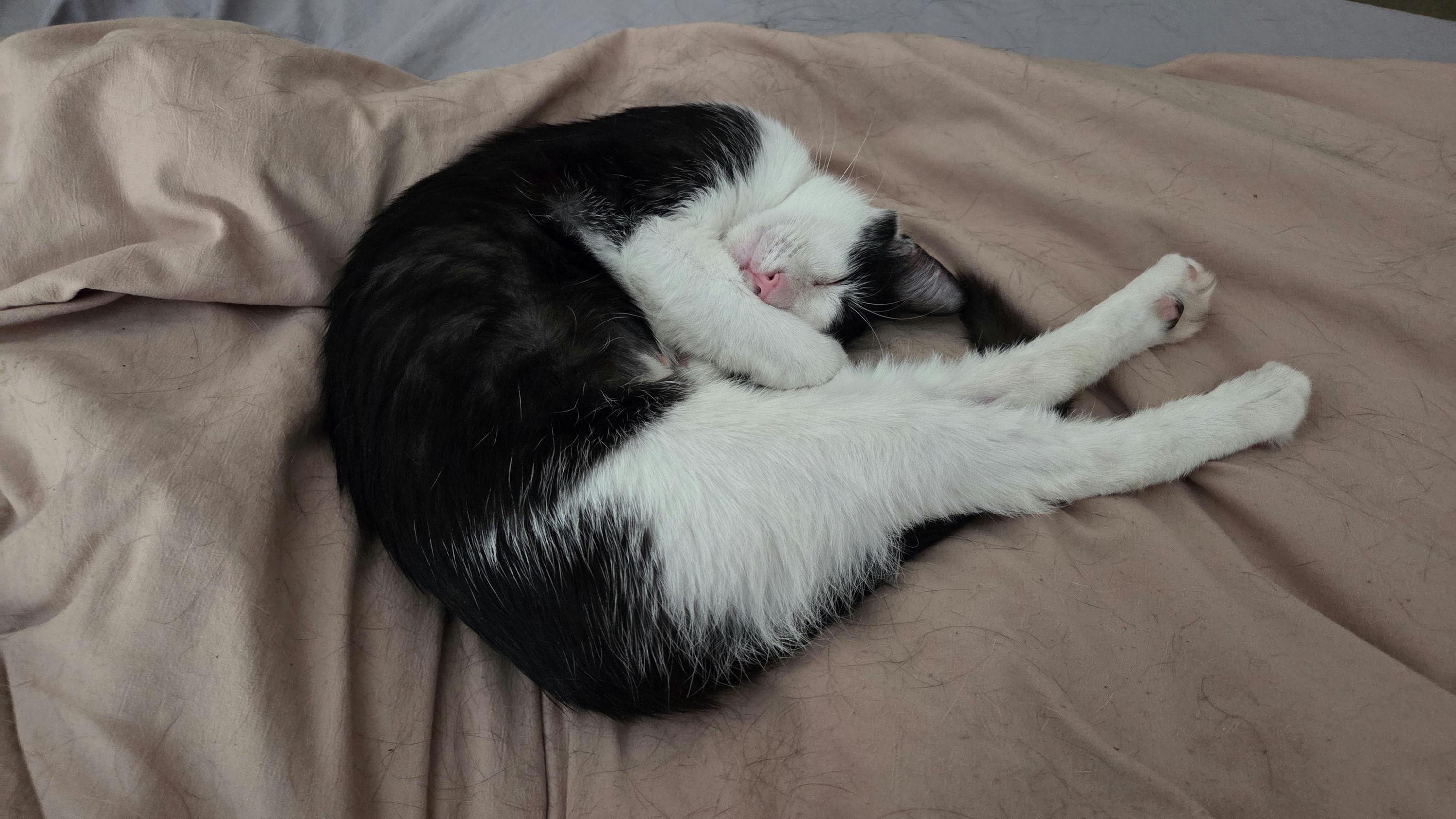 Enlarge Clawdia, a ADOPTABLE Domestic Short Hair in Houston, TX image 6/6