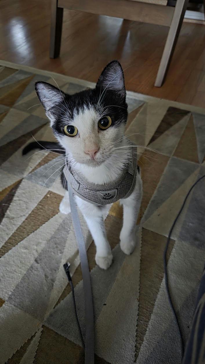 Enlarge Clawdia, a ADOPTABLE Domestic Short Hair in Houston, TX image 3/6