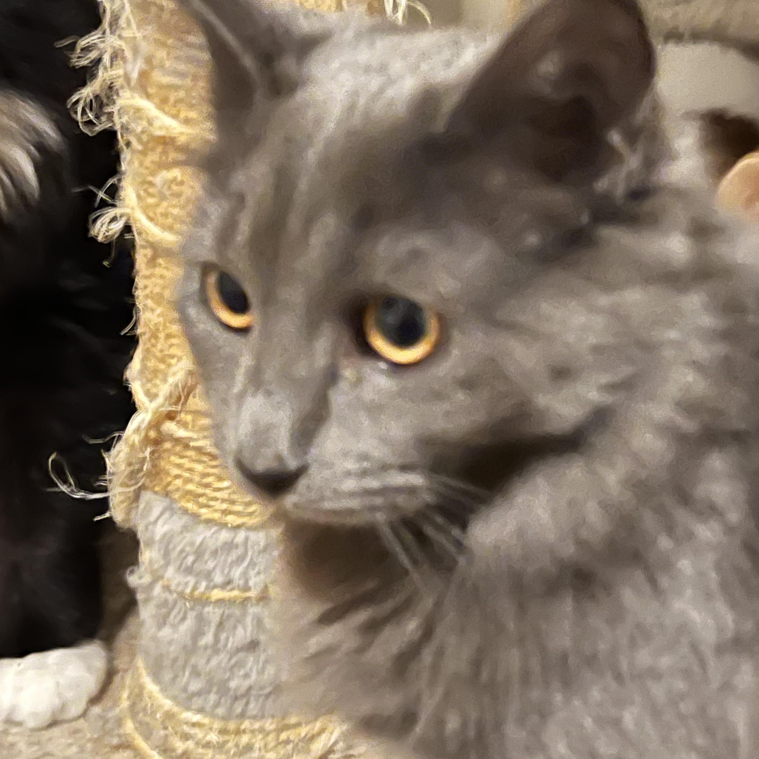 Isabella, Adoptable, Young Female Domestic Long Hair & Russian Blue.