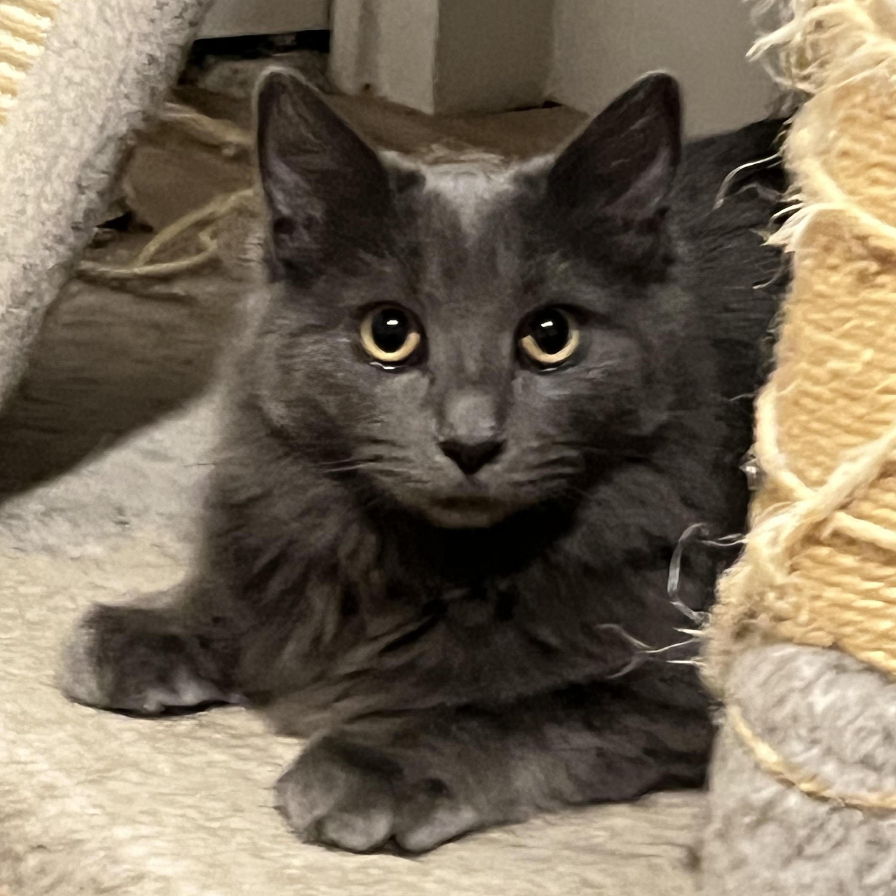 Isabella, a Adoptable mixed breed in Mesa, AZ image 2/3