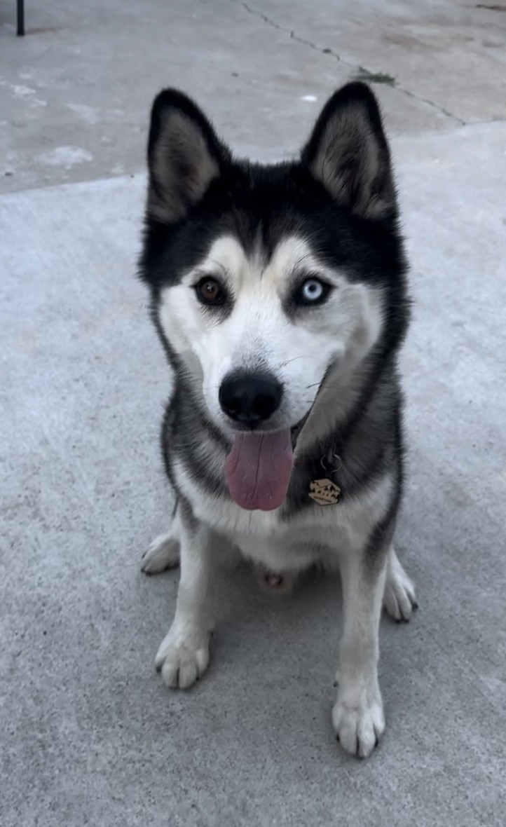 Enlarge Roman, a Adopted Husky in Studio City, CA image 1/3