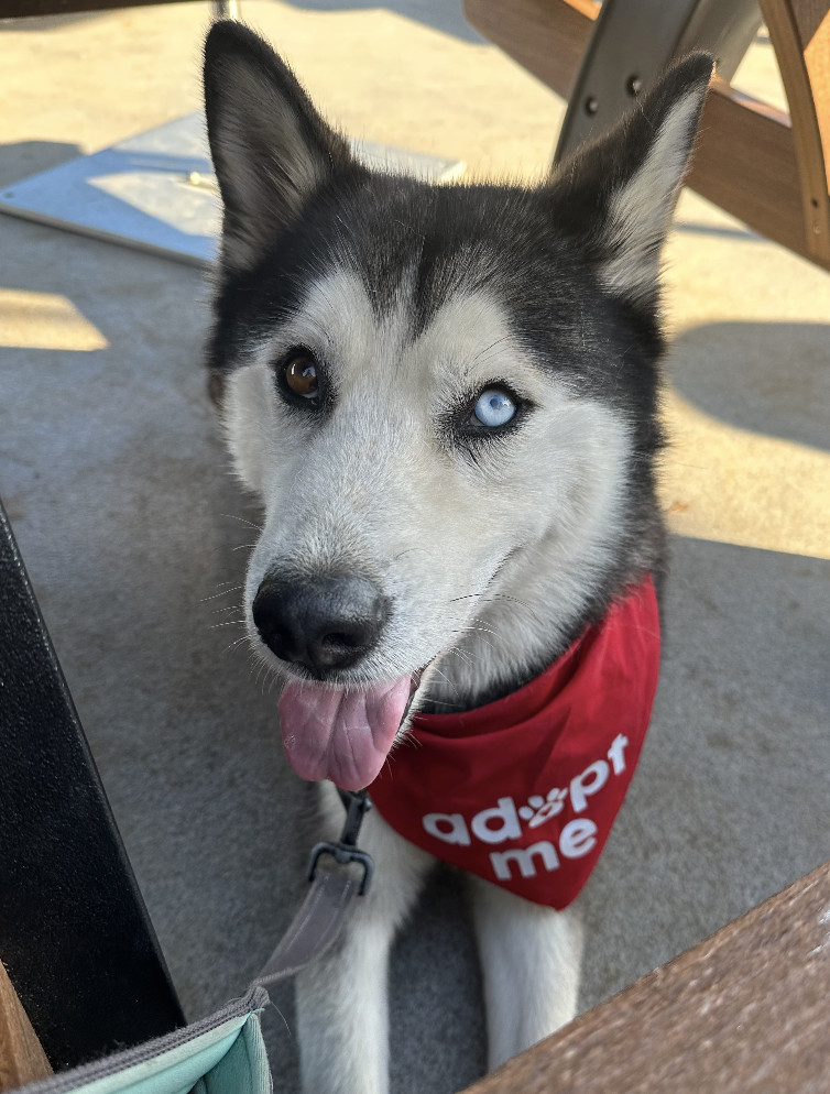 Enlarge Roman, a Adopted Husky in Studio City, CA image 2/3