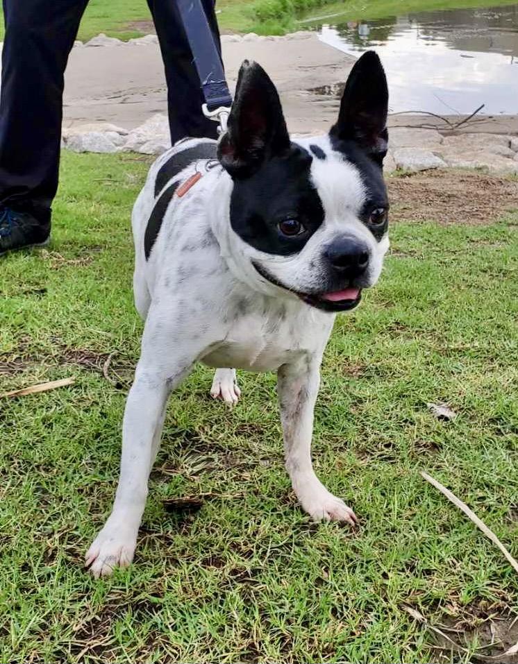 Pearl (Adoption Pending), Adoptable, Young Female Boston Terrier.