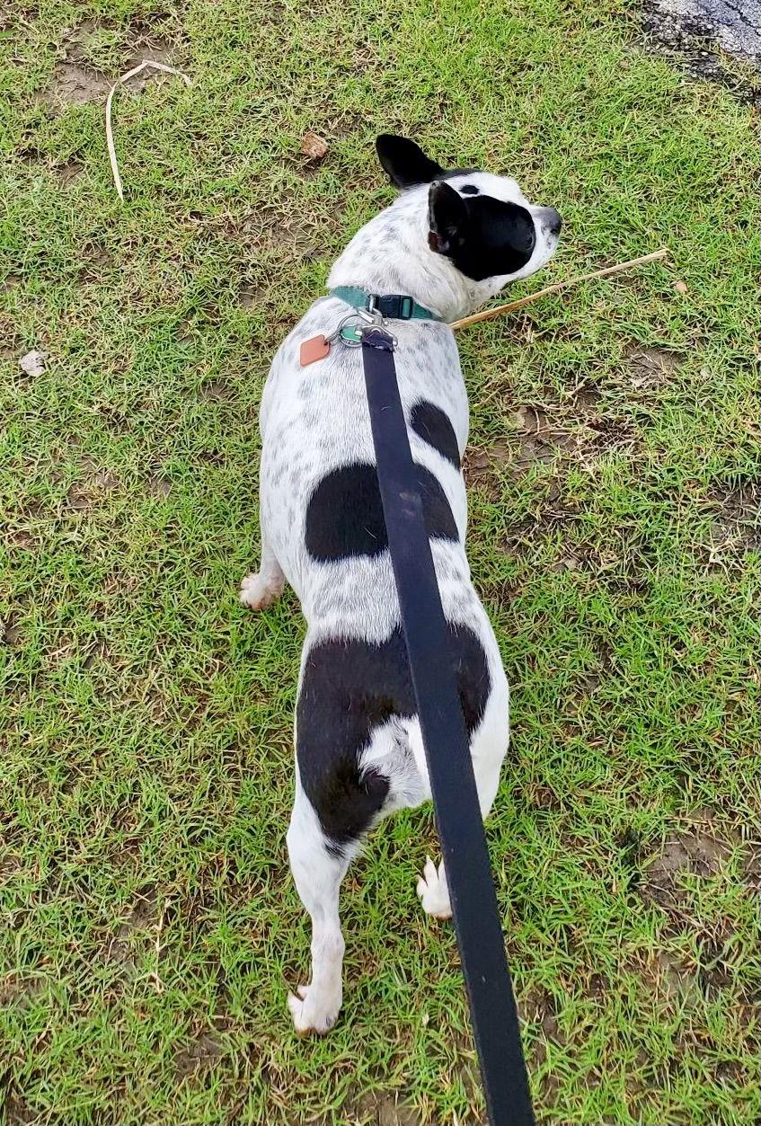 Pearl (Adoption Pending), a Adoptable Boston Terrier in Gainesville, TX image 2/2