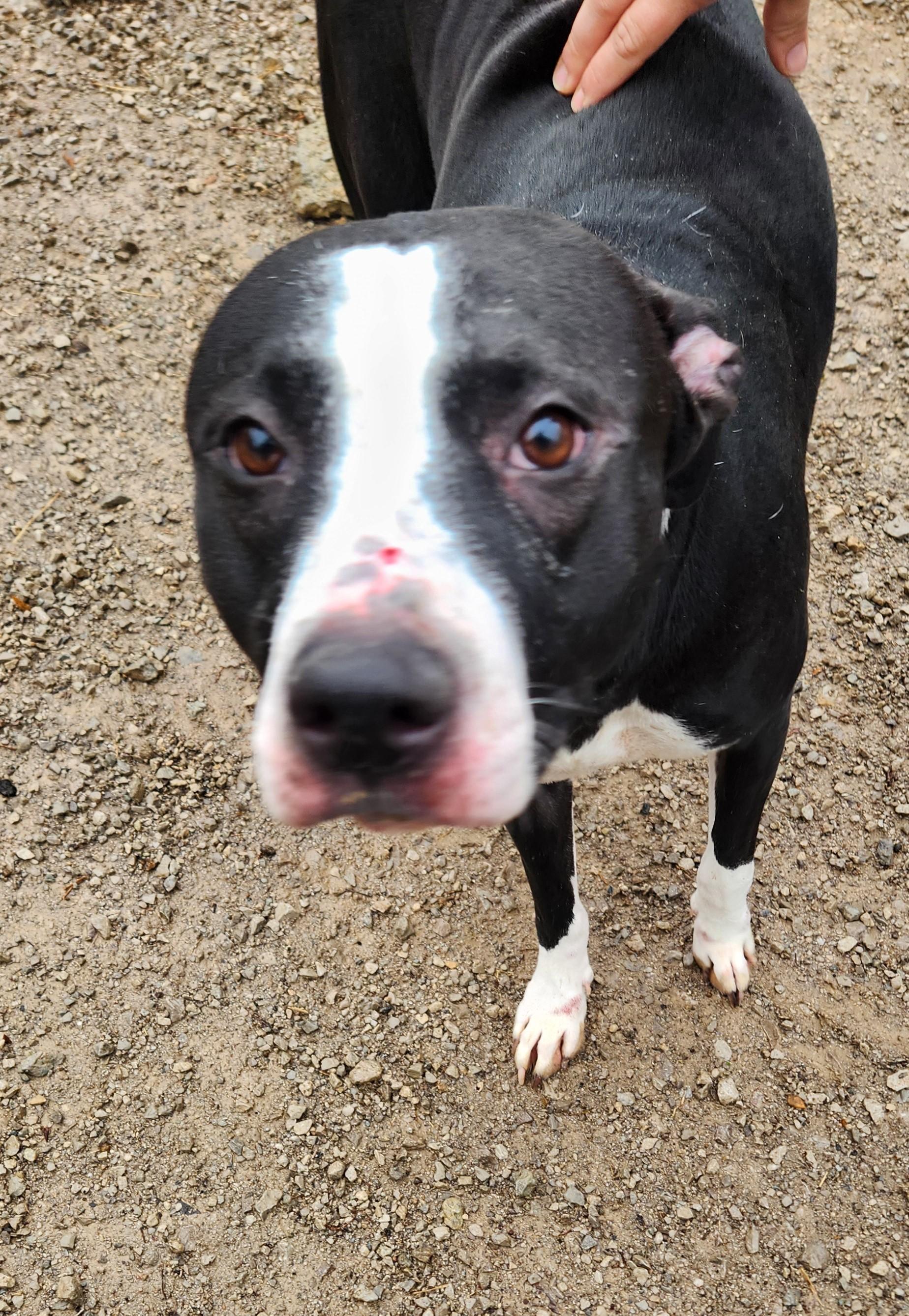 Enlarge Twizzler, a Adoptable mixed breed in Berea, KY image 2/2