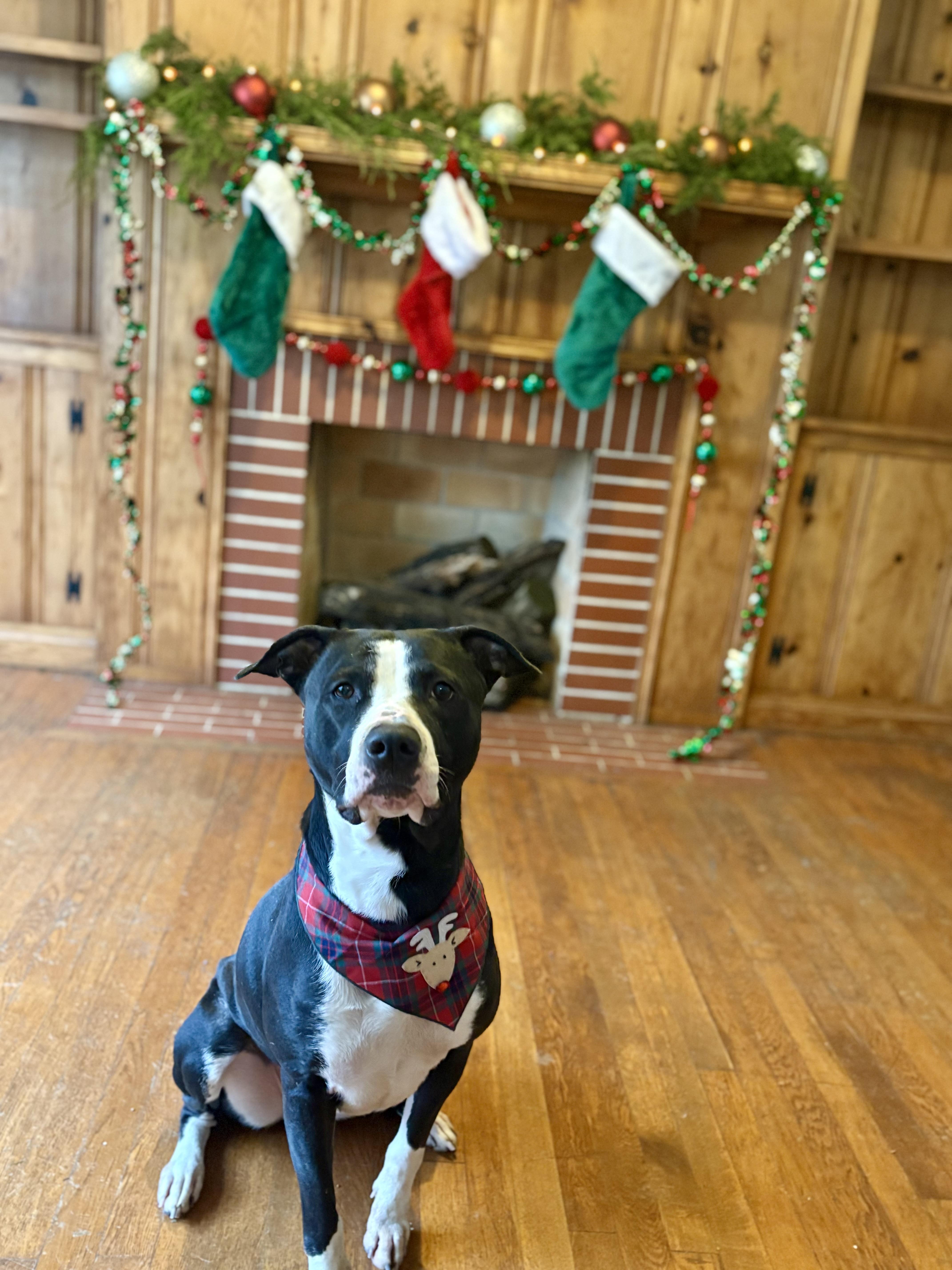 Enlarge Twizzler, a Adoptable mixed breed in Berea, KY image 1/2