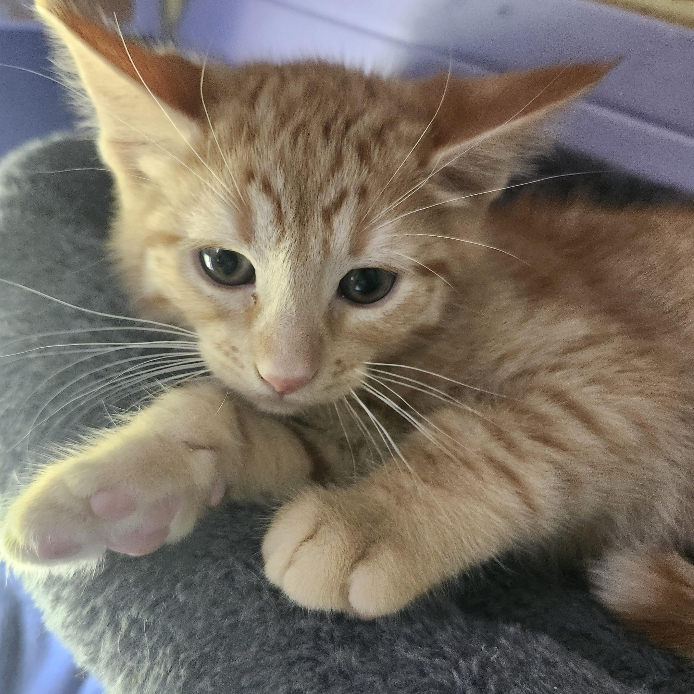 Isla Fisher, Adopted, Kitten Female Domestic Short Hair.