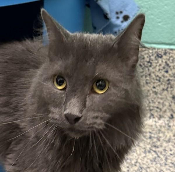 Baby, Adoptable, Adult Female Domestic Medium Hair.