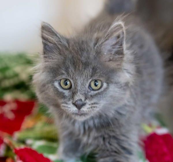 Enlarge Baby, a Adoptable mixed breed in Golden, CO image 3/4