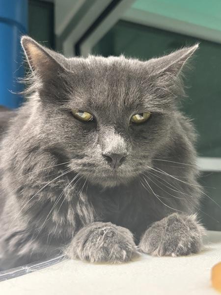 Enlarge Baby, a Adoptable mixed breed in Golden, CO image 4/4