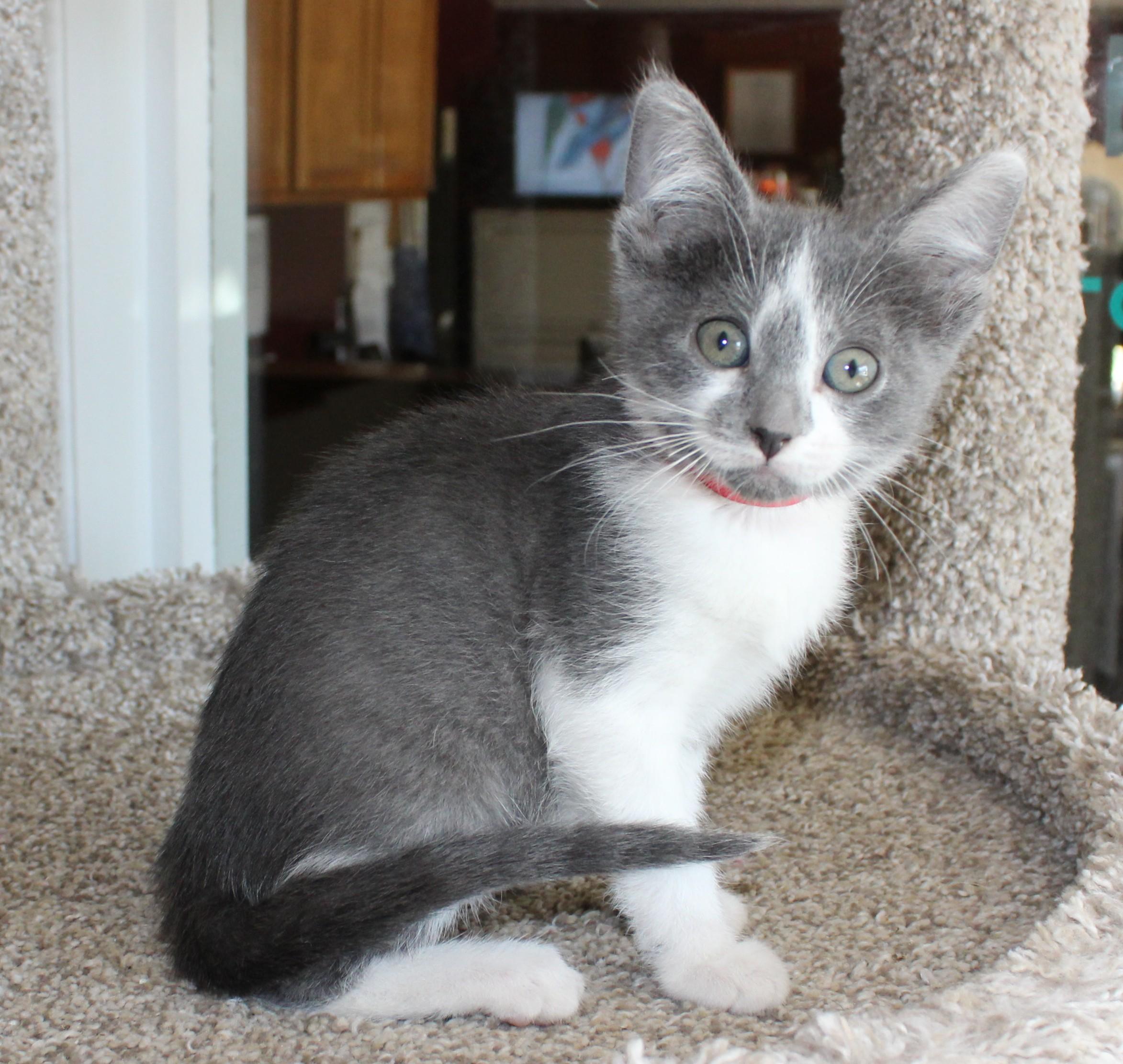 Mackie, an adoptable Domestic Short Hair in Huron, SD, 57350 | Photo Image 1