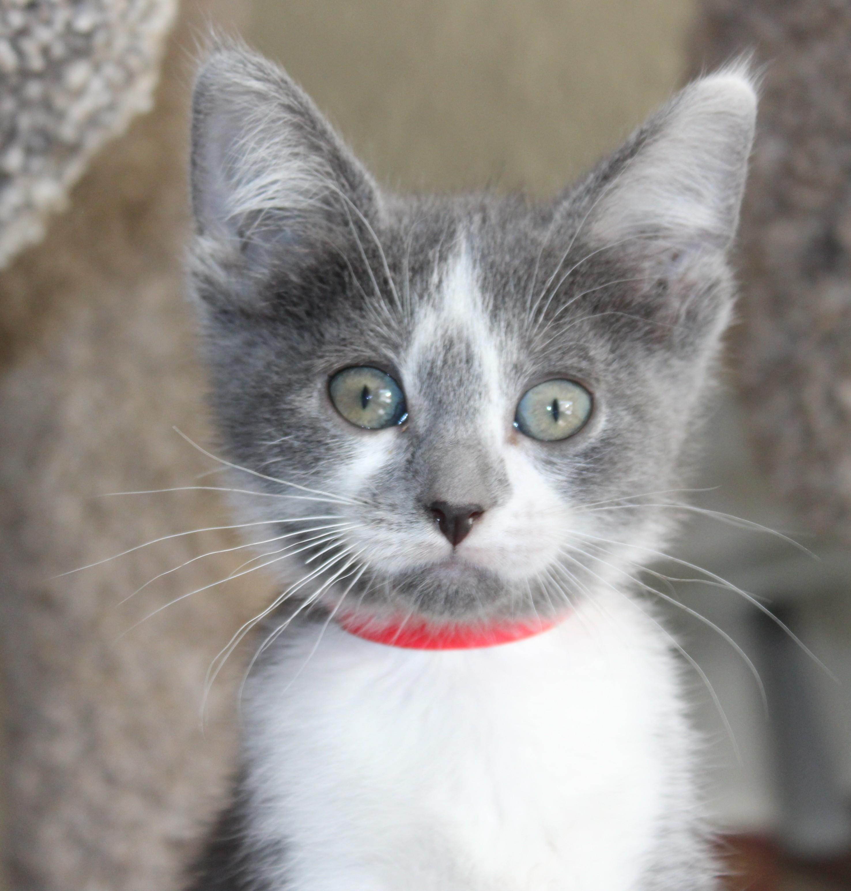 Mackie, an adoptable Domestic Short Hair in Huron, SD, 57350 | Photo Image 4