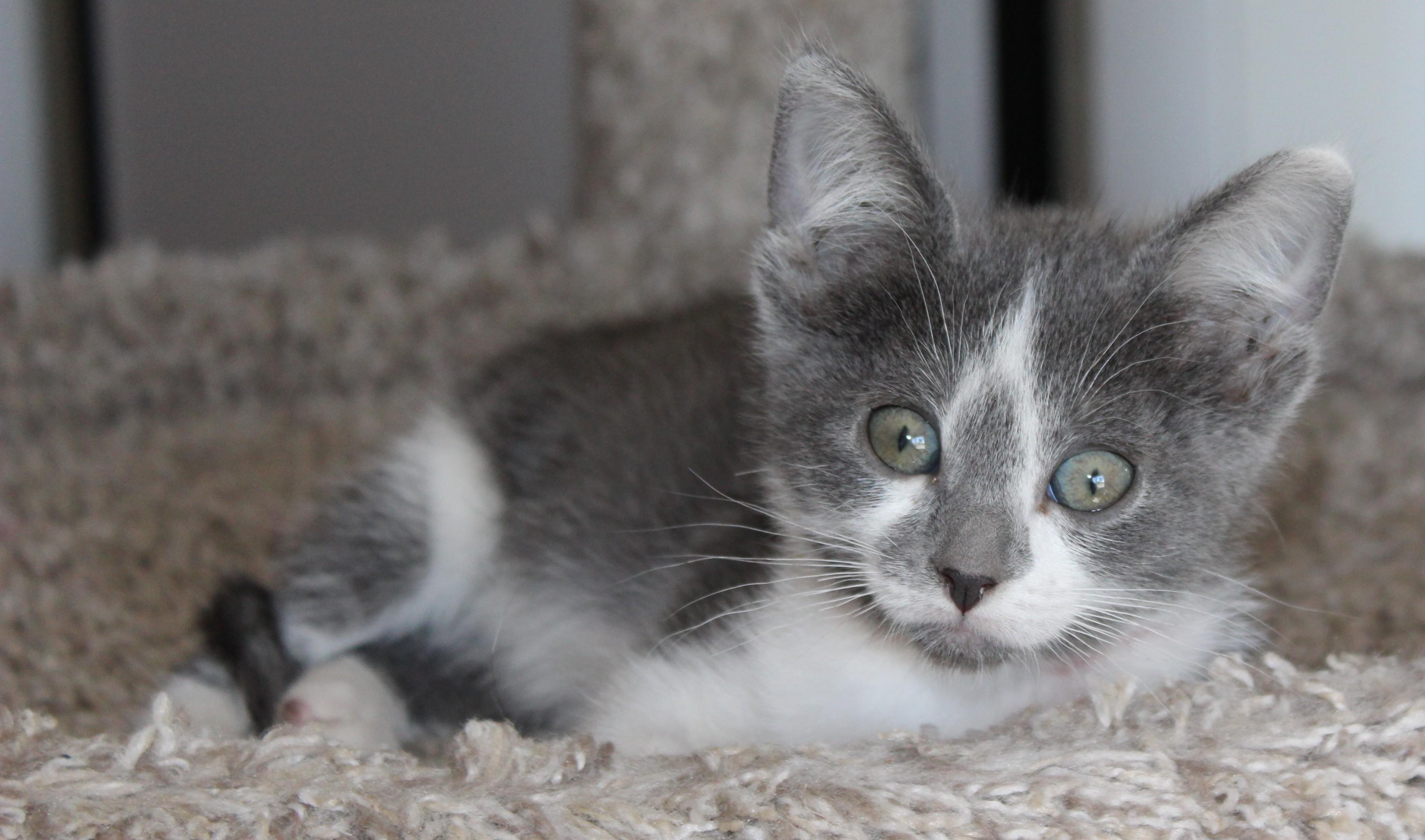 Mackie, an adoptable Domestic Short Hair in Huron, SD, 57350 | Photo Image 2