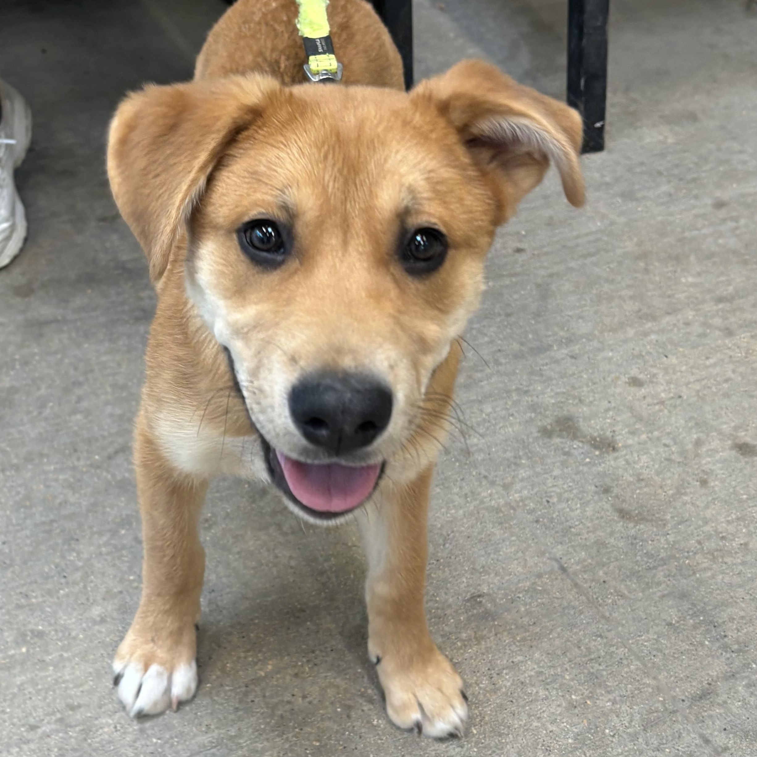 Enlarge Solar , an adoptable mixed breed in Winnipeg, MB image 1/5