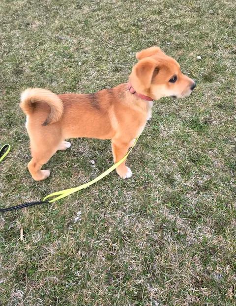 Enlarge Solar , a ADOPTABLE mixed breed in Winnipeg, MB image 3/4