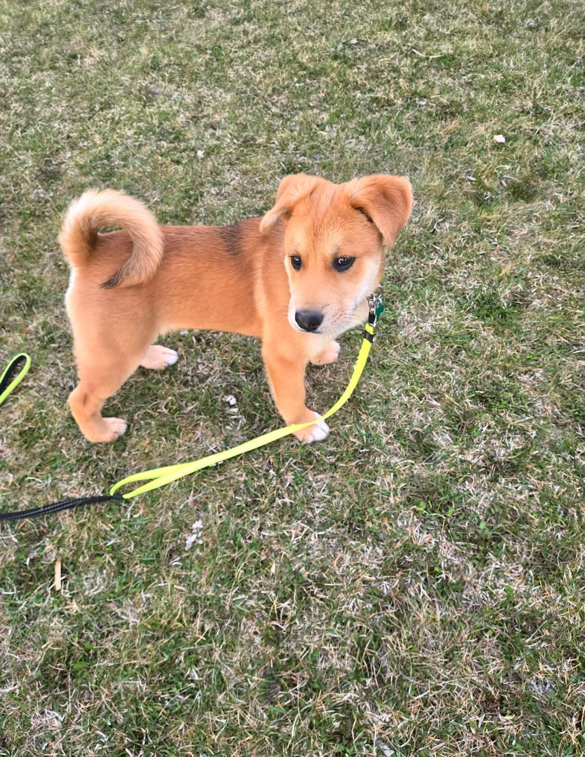 Enlarge Solar , a ADOPTABLE mixed breed in Winnipeg, MB image 4/4