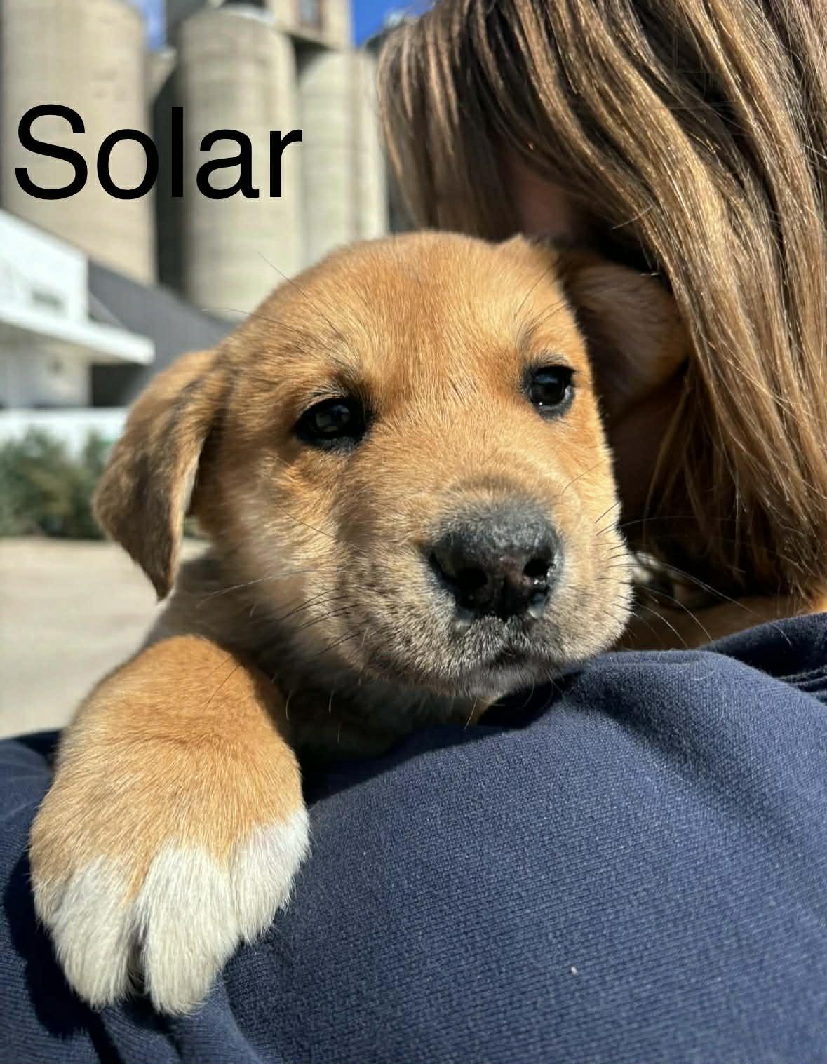 Solar , ADOPTABLE, Puppy Male Shepherd.