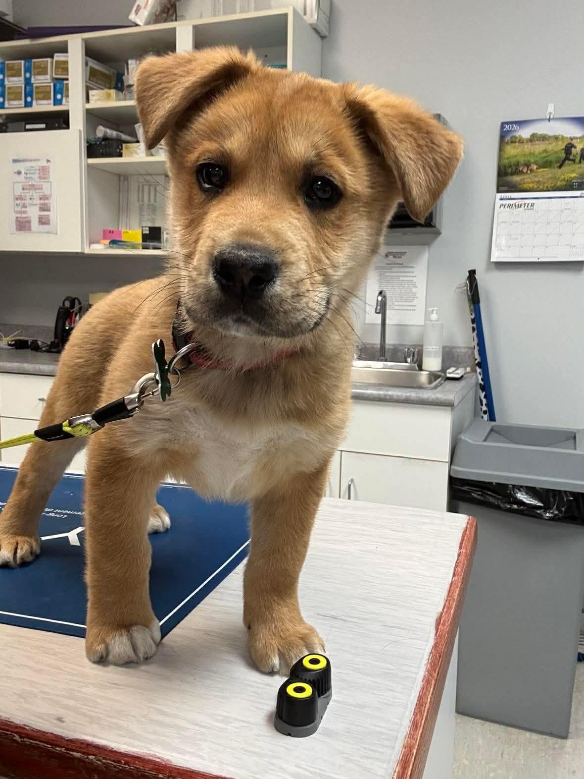 Solar , a ADOPTABLE mixed breed in Winnipeg, MB image 1/2