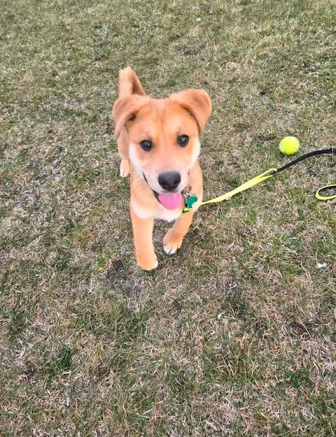 Solar , ADOPTABLE, Puppy Male Shepherd.