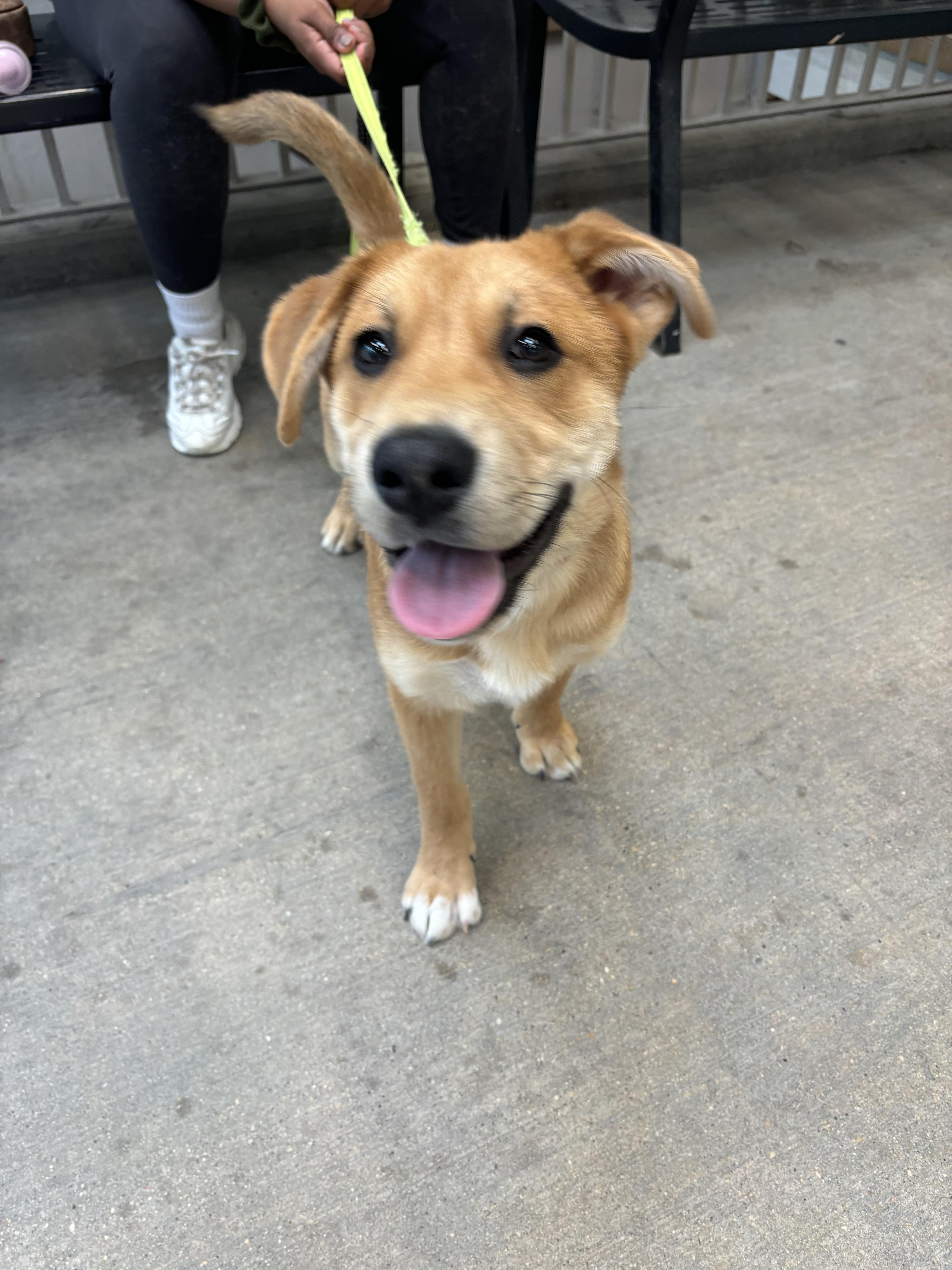 Enlarge Solar , an adoptable mixed breed in Winnipeg, MB image 2/5